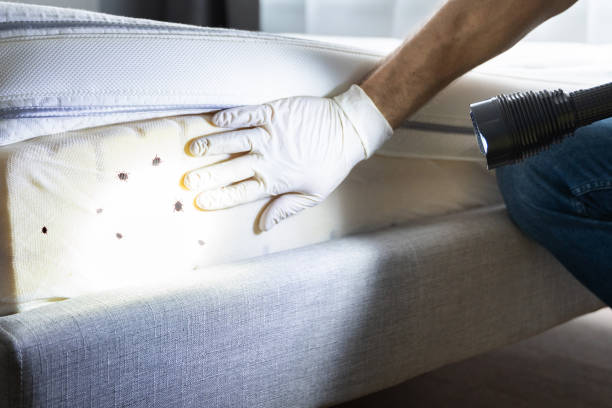 Best Wasp Removal Services  in Towson, MD