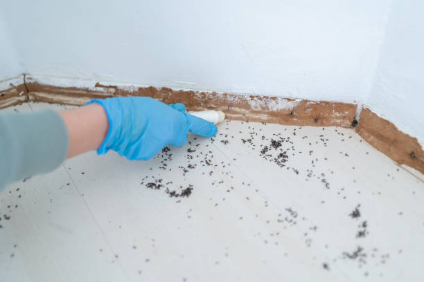 Best Flea Control Services  in Towson, MD